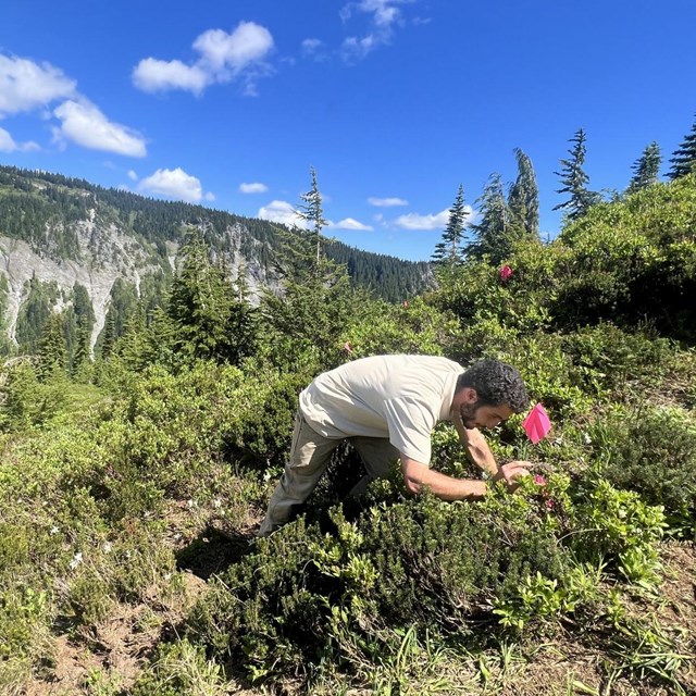 Intern working in mountainside vegetation.